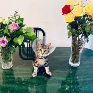 Meet your Posher, Aliza